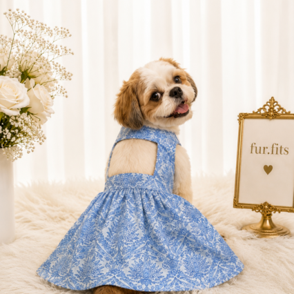 Dogs outfit